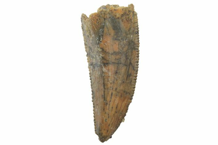 Serrated, Raptor Tooth - Real Dinosaur Tooth #219598